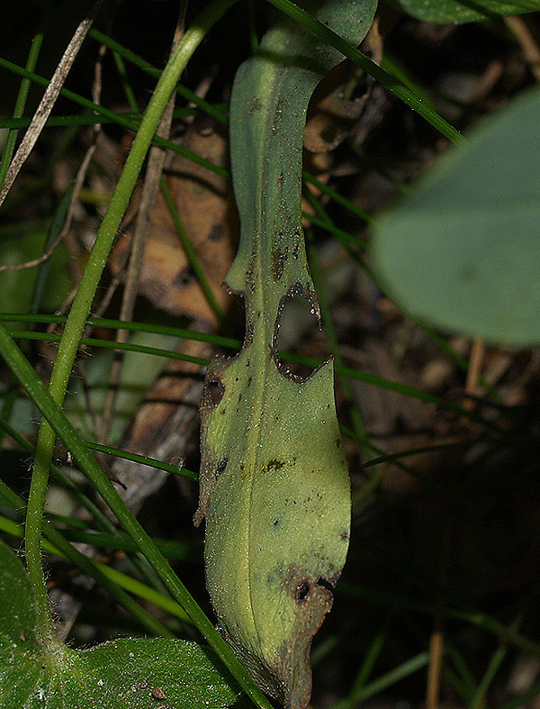 Cerinthe minor subsp. auriculata / Erba vajola auricolata